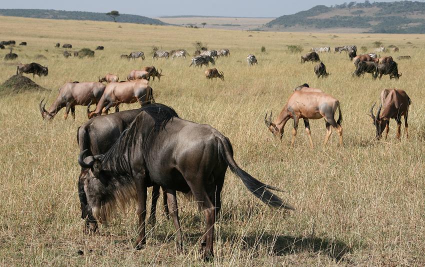 wildebeest migration 2015 - Mara