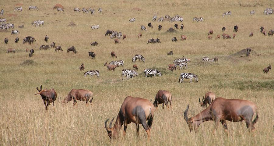wildebeest migration 2015 - Mara