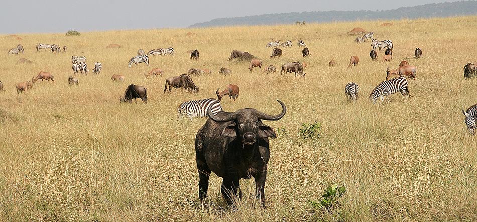wildebeest migration 2015 - Mara