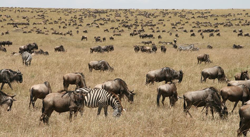 wildebeest migration 2015 - Mara
