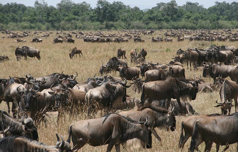 wildebeest migration 2015 - Mara
