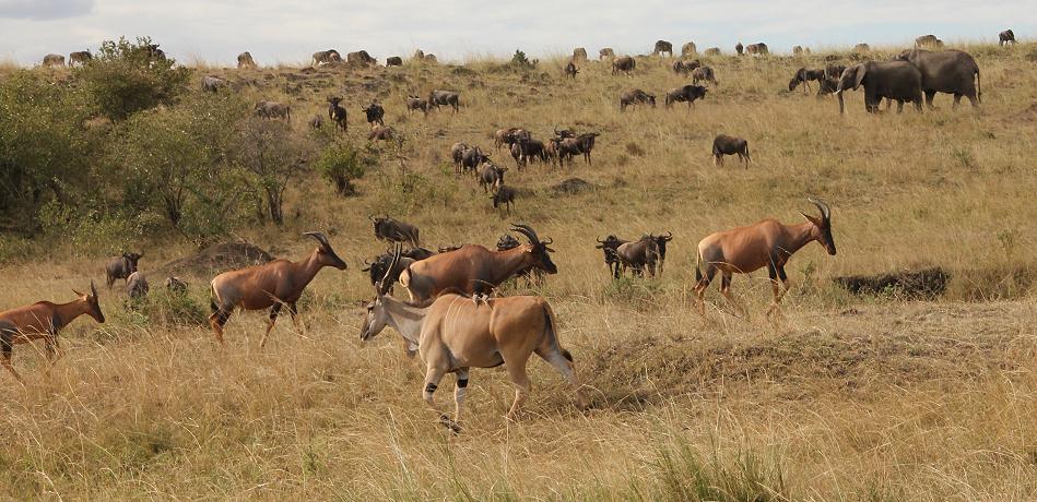 Migration Masai mara 2015