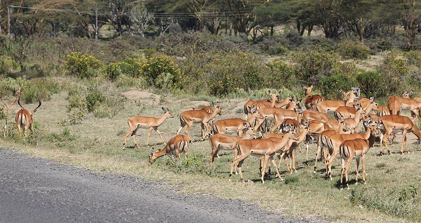 Lake Naivasha
