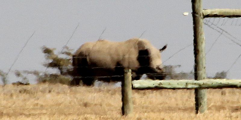 Northern White Rhino