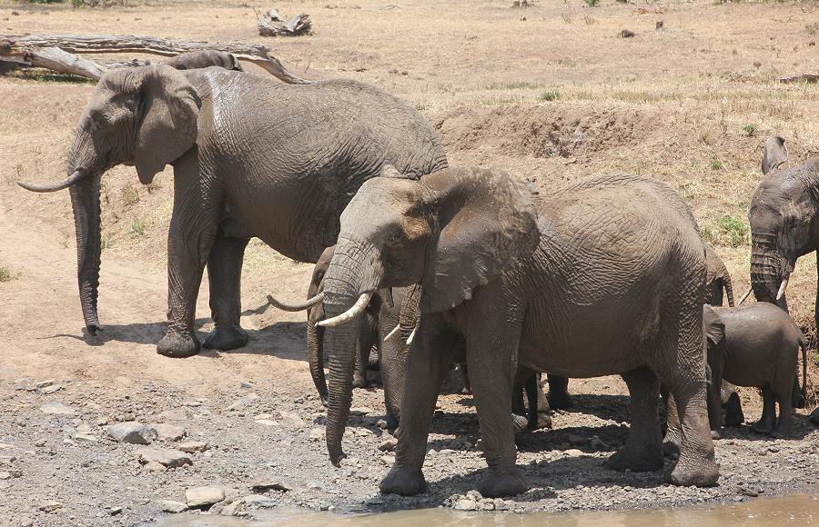 Ol Pejeta - Sweetwaters