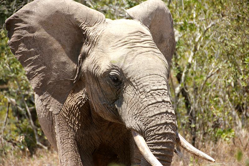 Ol Pejeta - Sweetwaters