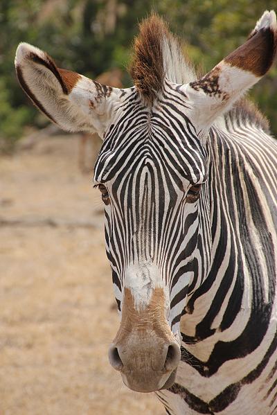 Ol Pejeta - Sweetwaters