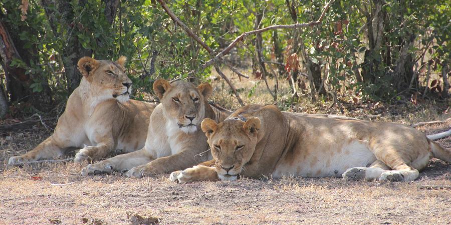 Ol Pejeta - Sweetwaters