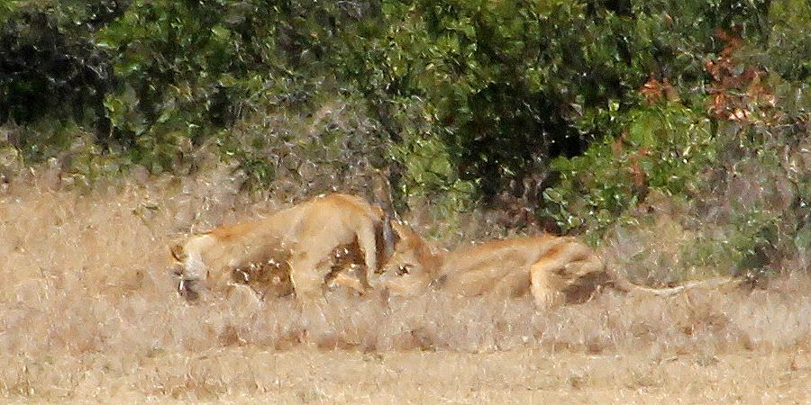 Ol Pejeta - Sweetwaters