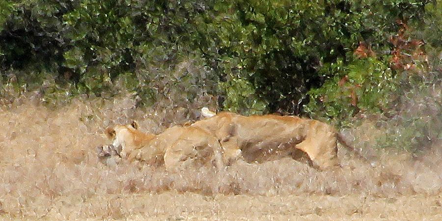 Ol Pejeta - Sweetwaters