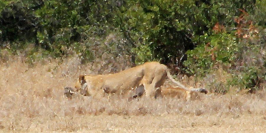 Ol Pejeta - Sweetwaters