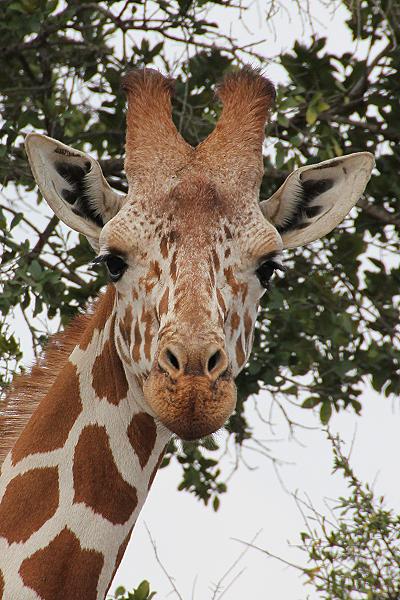 Ol Pejeta - Sweetwaters