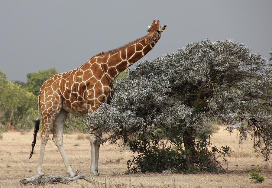 Ol Pejeta - Sweetwaters