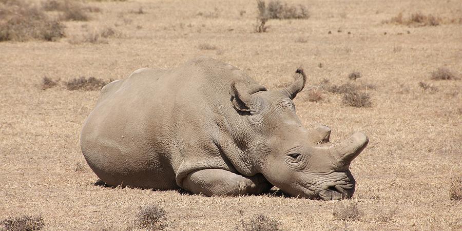 Ol Pejeta - Sweetwaters
