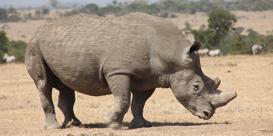 Ol Pejeta - Sweetwaters