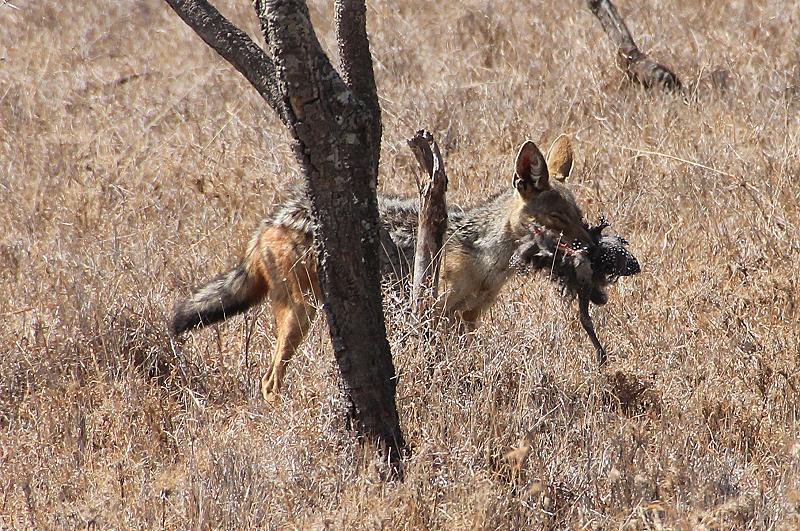 Ol Pejeta - Sweetwaters
