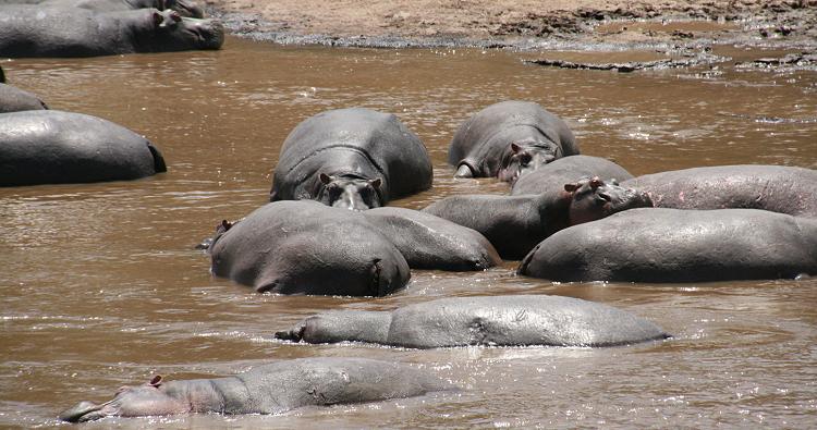 Bush Lunch, Masai Mara