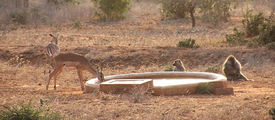 Rock Side Camp - Tsavo
