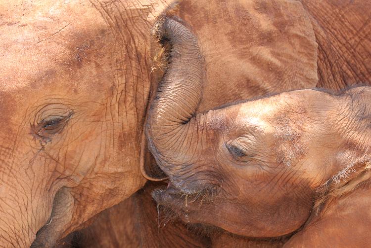 Jörg und Petra Reinecke beim David Sheldrick Wildlife Trust