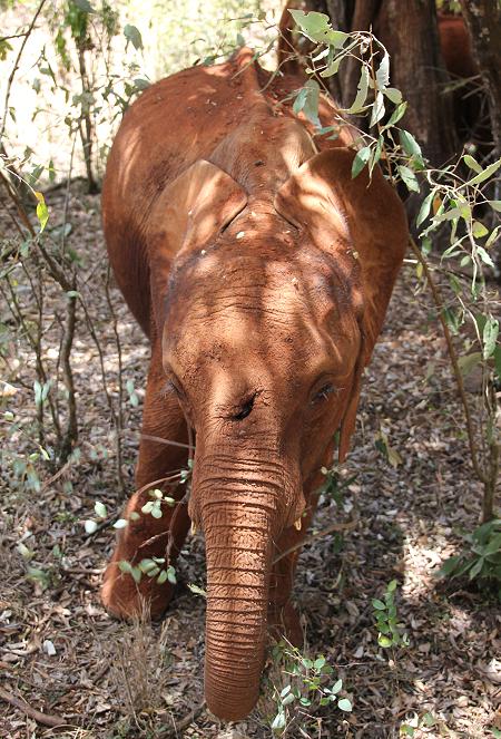 Jörg und Petra Reinecke beim David Sheldrick Wildlife Trust