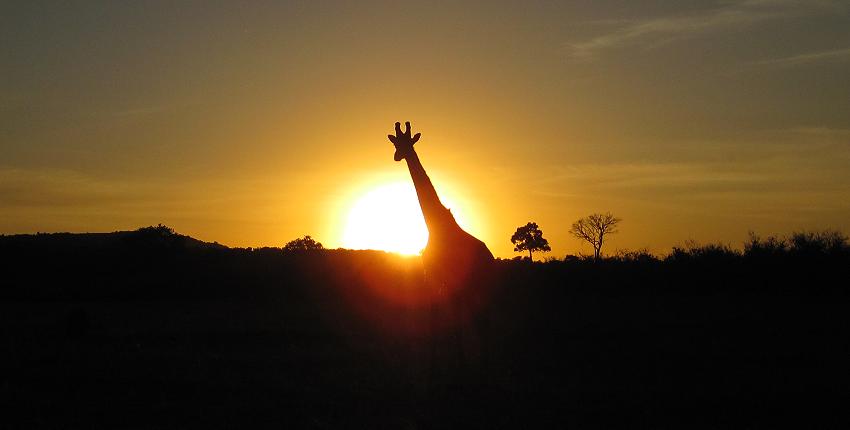 Sonnenaufgang, Masai Mara