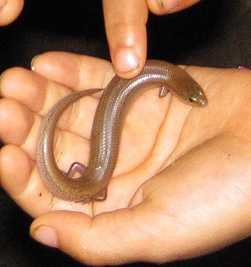 wir haben einen Skink im garten gefangen