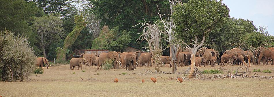 Sentrim Tsavo Camp ex Tarhi Camp