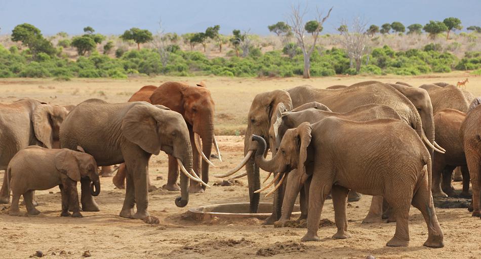 Sentrim Tsavo Camp ex Tarhi Camp