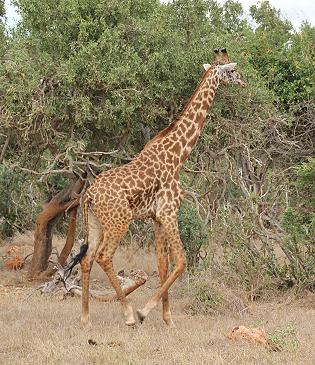 Sentrim Tsavo Camp ex Tarhi Camp