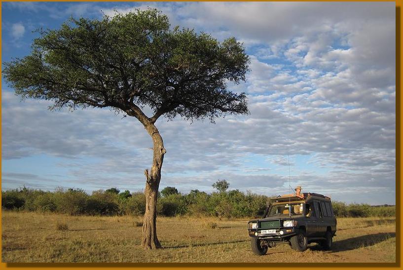 Gnu Wanderung, Masai Mara 2015
