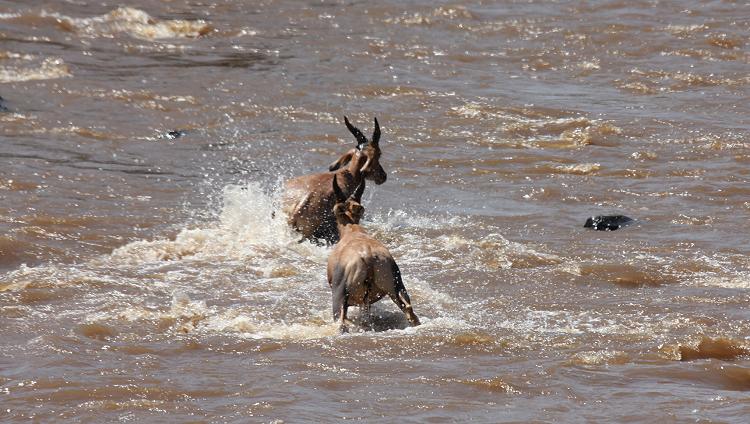 wildebeest migration 2015 - Mara