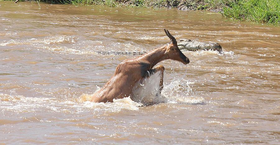 wildebeest migration 2015 - Mara