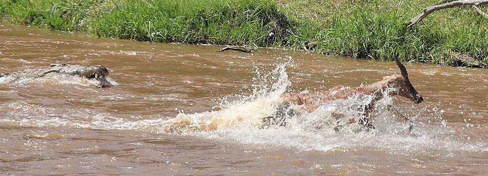 wildebeest migration 2015 - Mara