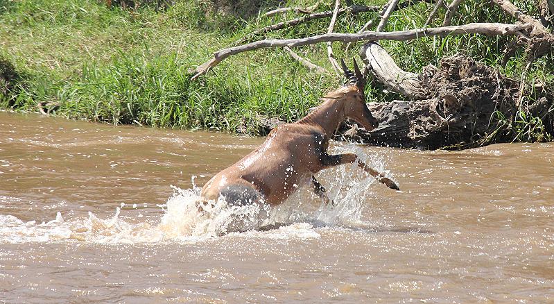 wildebeest migration 2015 - Mara