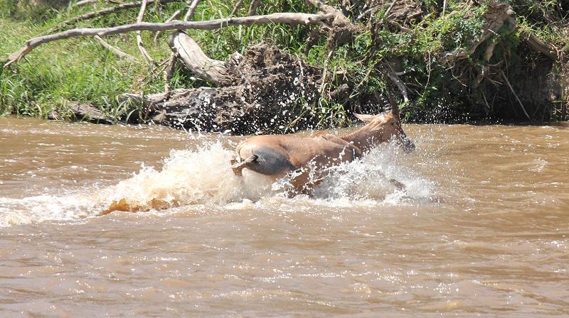 wildebeest migration 2015 - Mara