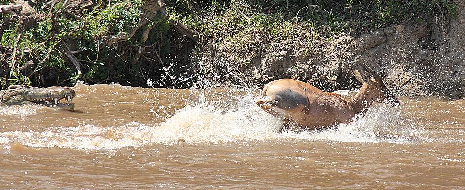 wildebeest migration 2015 - Mara