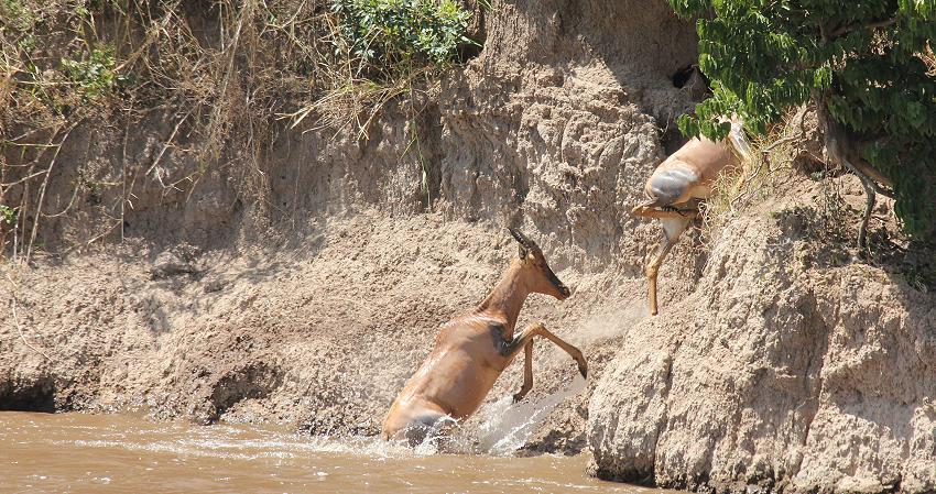 wildebeest migration 2015 - Mara