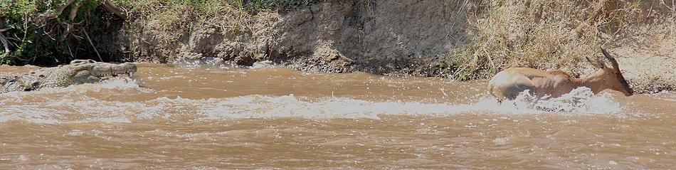 wildebeest migration 2015 - Mara