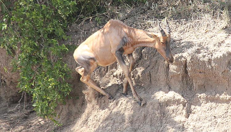 wildebeest migration 2015 - Mara
