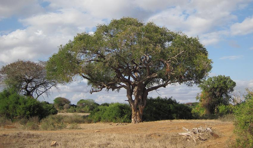 Tsavo Ost