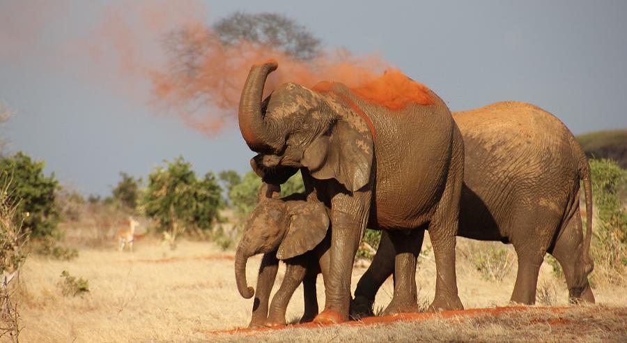 Tsavo Elefant