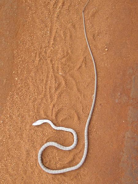 Unterwegs im Tsavo Ost