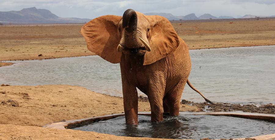 roter Tsavo Elefant am Ndara Wasserloch