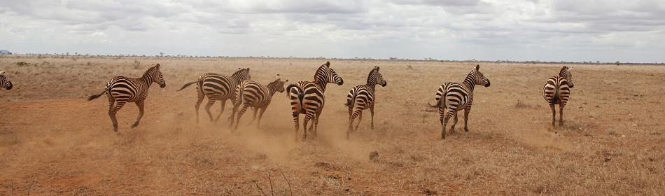 Zebras im Tsavo