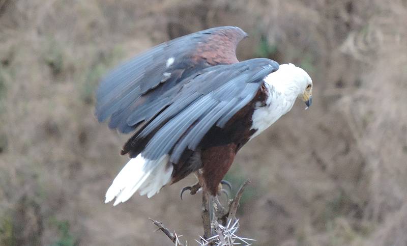 Masai Mara