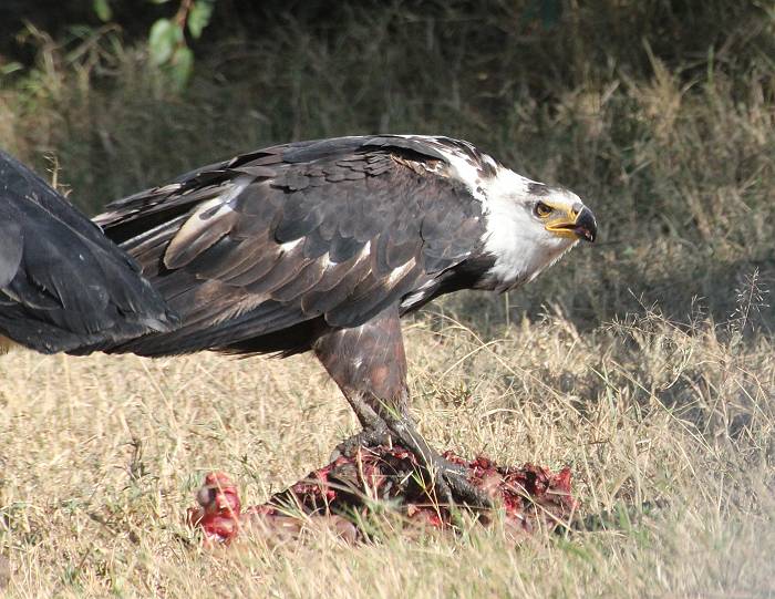 Masai Mara