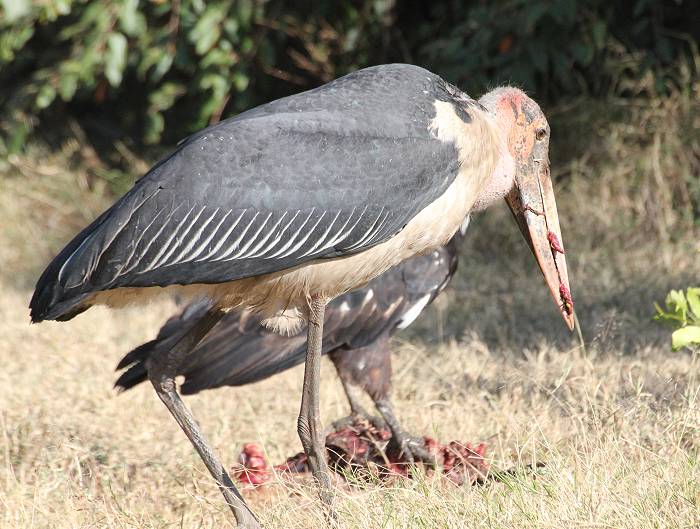 Masai Mara