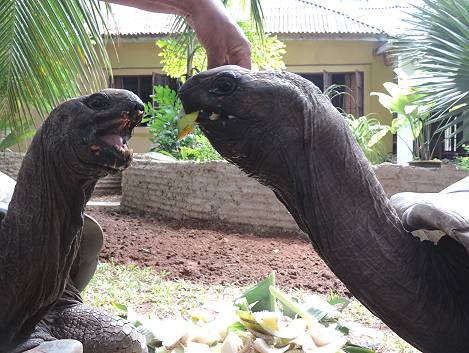 Aldabra Riesenschildkröten