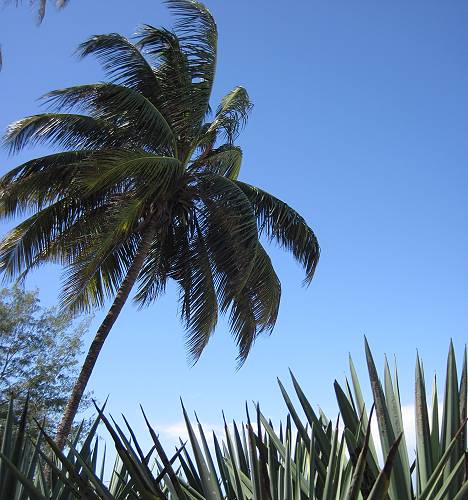Bamburi Beach - Mombasa
