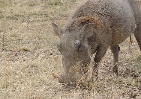 Masai Mara, Buschfrühstück